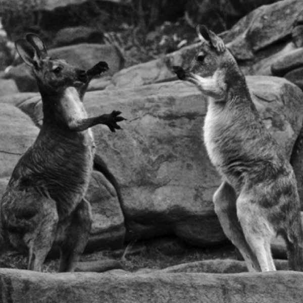 Kangaroo Fight